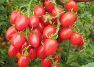 吃小番茄能减肥吗?食用小番茄的注意事项-中国