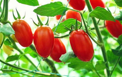 吃小番茄能减肥吗?食用小番茄的注意事项