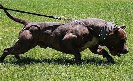 斗牛犬比特犬:世界上最凶的狗