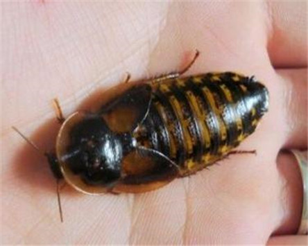 最干净的蟑螂:杜比亚蟑螂 还可以吃哦