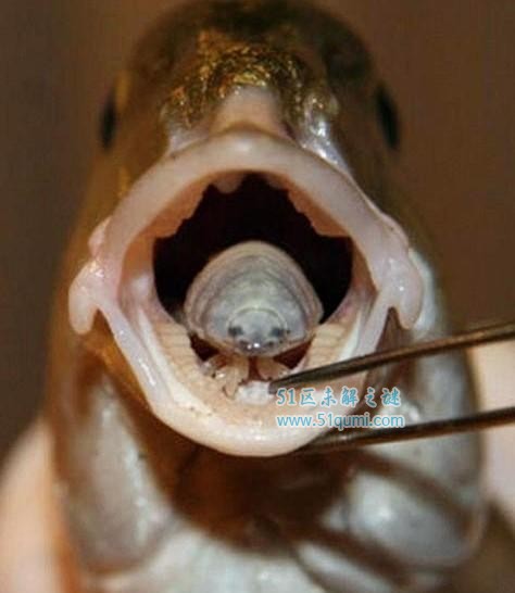 外星寄生虫到底是什么生物?外星寄生虫能吃掉鱼的舌头取而代之