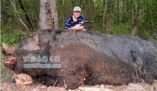 巨猪究竟有多大?男孩猎杀超大型巨猪事件