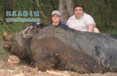巨猪究竟有多大?男孩猎杀超大型巨猪事件