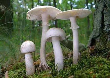 怎么分辨蘑菇有没有毒?蘑菇中毒后急救方法有哪些?