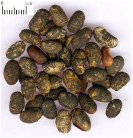 什么是淡豆豉?淡豆豉的功效和作用?