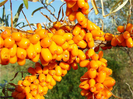夏季防紫外线的10种水果 越吃越美白