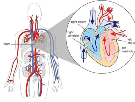 心脏搭桥手术的风险有哪些? 心脏搭桥与手术支架的区别 