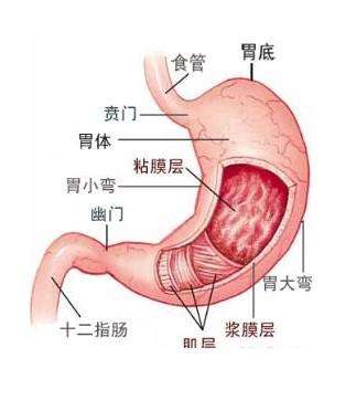 胃痉挛的症状有哪些?预防胃痉挛的5大方法