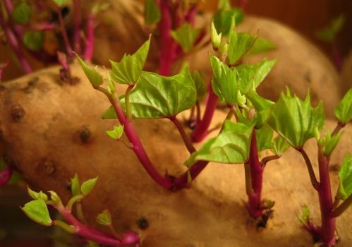 红薯发芽后还能食用吗?红薯的六大保健功能