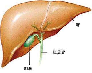 胆囊炎的病因有哪些?预防胆囊炎的六大方法