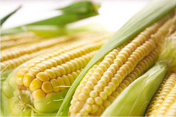 吃玉米会胖吗?吃玉米减肥的食谱