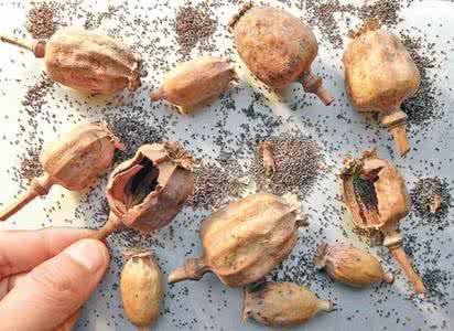 罂粟壳的功效与作用 罂粟壳的副作用
