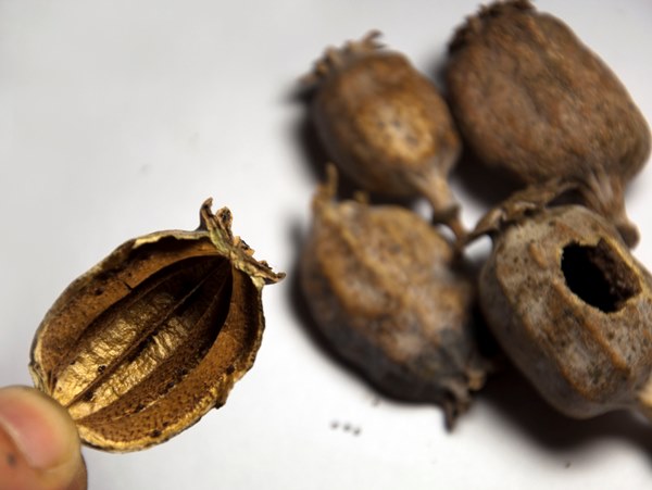罂粟壳的功效与作用 罂粟壳的副作用