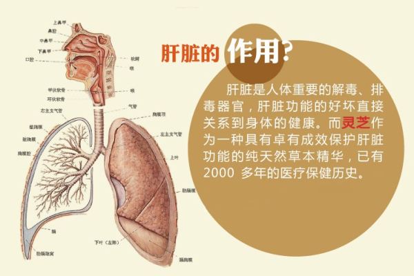 C肝口服新药新希望!副作用少 疗程较短 治愈率较高