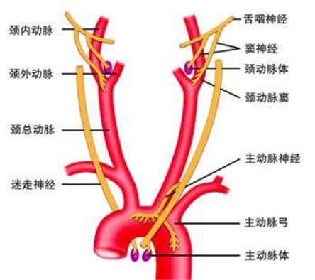 为什么压颈动脉窦会死?颈动脉窦在哪里?