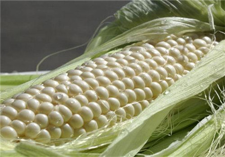 粘玉米是转基因的吗?吃粘玉米的好处