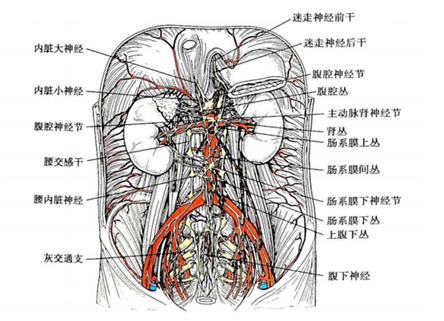 腹腔神经丛是什么?腹腔神经丛在哪里?