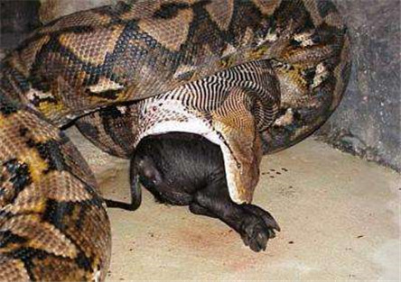 贵州蛇吃人事件真假 带你领略世界上最大的蛇