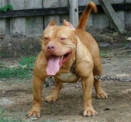 美国斗牛犬比特犬:世界上最凶的狗