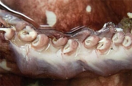 大王酸浆鱿:世界上最大的乌贼到底多厉害