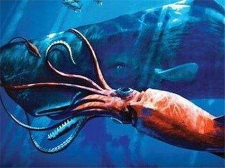 大王酸浆鱿:世界上最大的乌贼到底多厉害