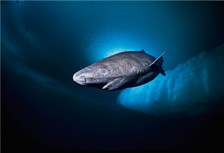 寿命最长的鲨鱼格陵兰鲨 单身100年才可以找配偶