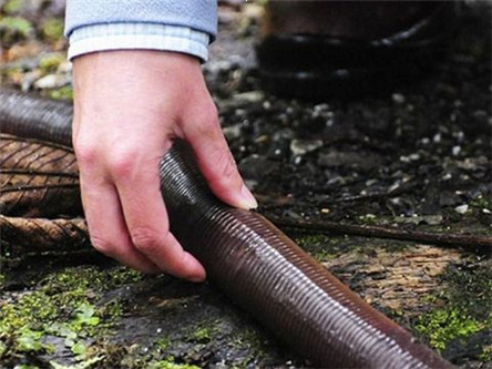 吉普斯兰巨型蚯蚓:世界上最长的蚯蚓
