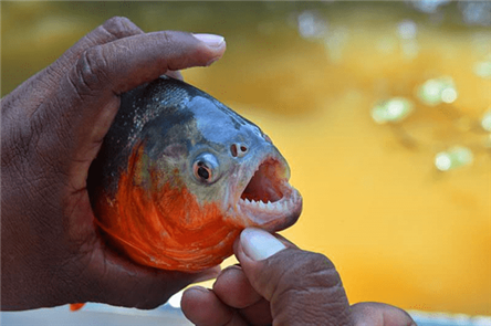 世界上最可怕的鱼类食人鱼 难道就没有天敌?