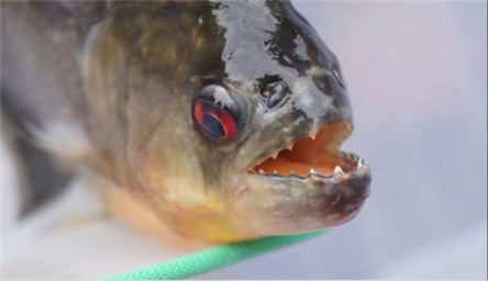 世界上最可怕的鱼类食人鱼 难道就没有天敌?