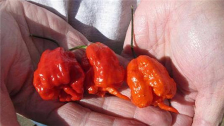 世界上最辣的辣椒 你知道为什么辣椒会辣吗?