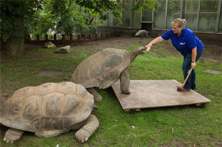 世界上最大的龟 比一个成年人还高