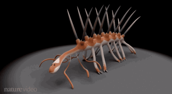 怪诞虫的真实身份大揭秘 背上长刺的虫子到底是什么?