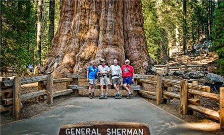 世界上最大的树 雪曼将军树到底有多大?