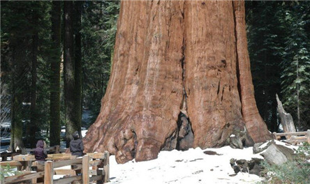 世界上最大的树 雪曼将军树到底有多大?