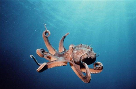 动物界的自虐狂章鱼 吃同类又吃自己是为什么?