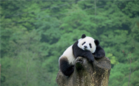 中国十大濒危的动物 要怎么保护好它们呢?