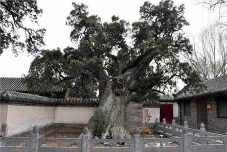 中国十大名树 是否就生长在你身边