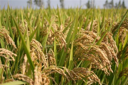 粳稻和籼稻的区别 有什么分类你知道吗?