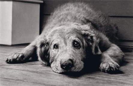 狗一般能活多久?怎么延长狗的寿命?