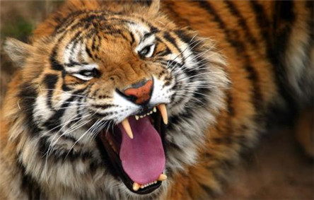 最大的老虎 体长4.5米秒杀狮子