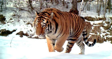 最大的老虎 体长4.5米秒杀狮子
