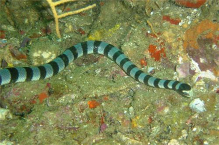 毒性最强的蛇:海蛇 陆地上的蛇只能靠边站