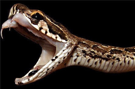 毒性最强的蛇:海蛇 陆地上的蛇只能靠边站