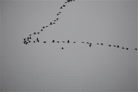 鸟类为什么要迁徙?它们是靠什么导航的?