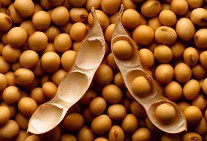 大豆卵磷脂对人有什么好处?这样吃效果加倍!