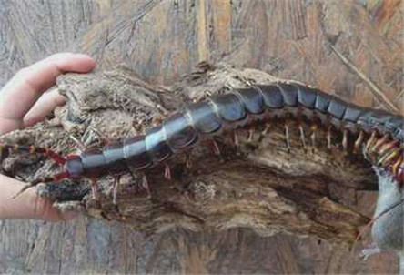 世界上最大的蜈蚣 秘鲁巨人蜈蚣