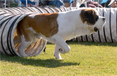 瑞士国宝圣伯纳狗 平均体重最重的狗