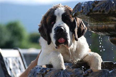 瑞士国宝圣伯纳狗 平均体重最重的狗