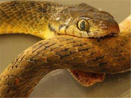 棕树蛇:没有毒液没有尖牙却极其恐怖