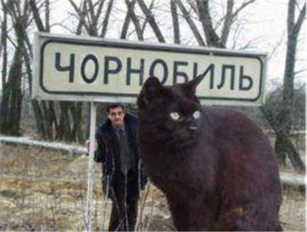 传说世界上最大的猫 乌克兰巨猫